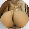 bolchie_pinisa