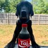 tajjack_s