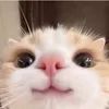 lyyn_1100