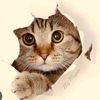 f0ll0w.meow
