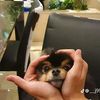 anahi_l128_h
