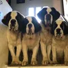 Potty Portugal Saint Bernards