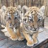 Cute Zoo