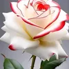 user80434903121748