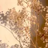 ghjjakauu6554