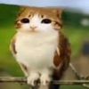 noble._6_