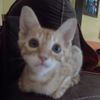 catbubu26