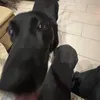 furyiiyaa