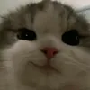 araxsqy