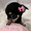 erica_angless
