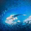 Amazing Ocean