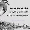 dayki_pary