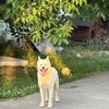 bobi_the_akitainu