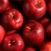 apple._098