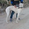 Ahmed Chasseur