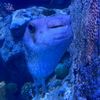 raythemantaray_