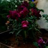 karem_537
