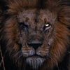 tigerking11998