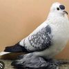 pegionslove