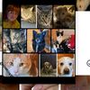 animal_lover718
