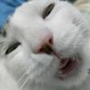 stupiditycat
