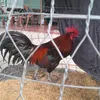 danh.thanh4100