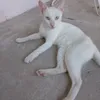 alberto.pereira986