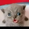 alexqokrnzx