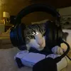 gato_boludo01