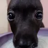 _nhyha_