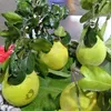 ngocthanh2875