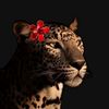 nawara.seif
