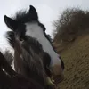 summerandthehorses_288