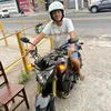cebola.07