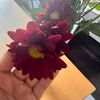 norahoms8