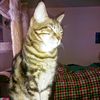 kitty.6603