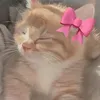 ziaarrojo