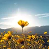 flores.amarillas921