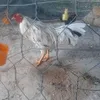 gtuynvnhlong3