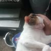 sweetcat29747212
