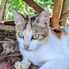 dicxxy_gcam.134g