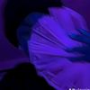 justin_adams77