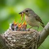 Wildlife Birds