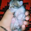 anujaww