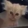 da_cat_btw