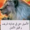 noureddine8343