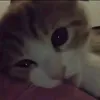miraxzxz7315