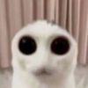 doaldjqtsmssus