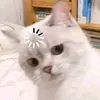 kymdan.shiseido