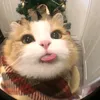 hoangbe_64